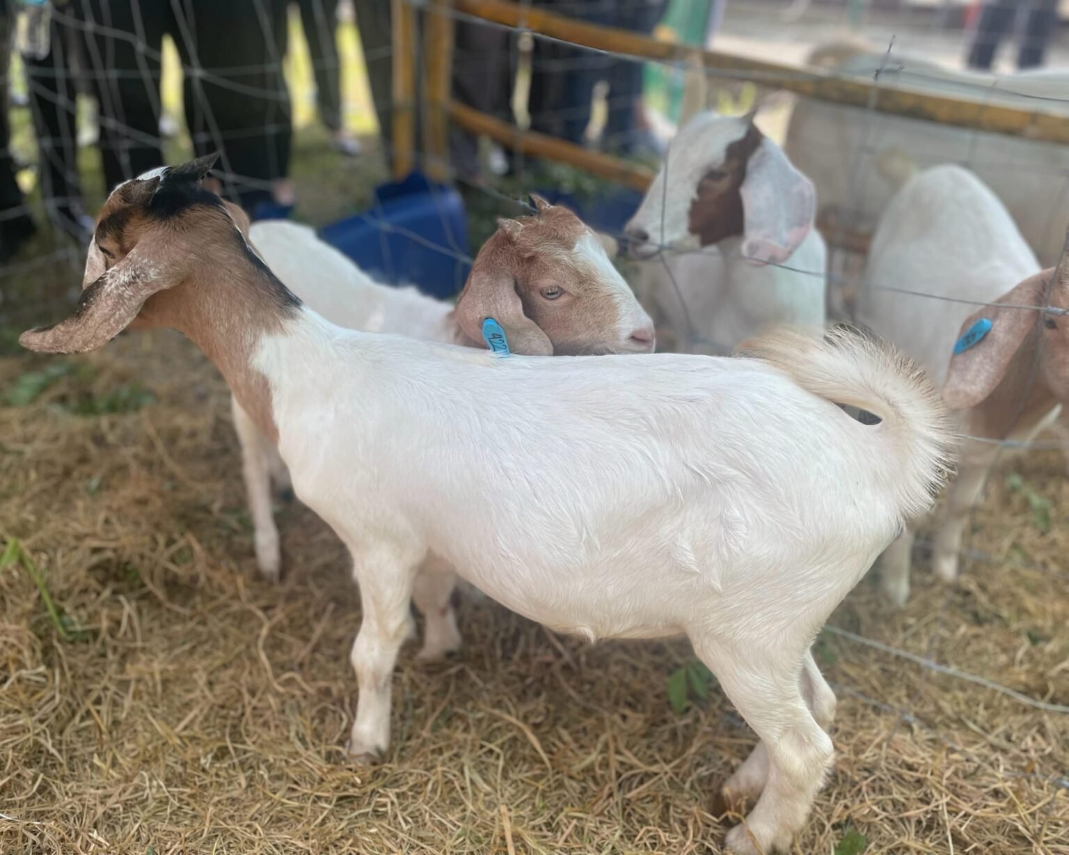Embryo Transfer Technology, a new era in goat farming in Cagayan Valley ...
